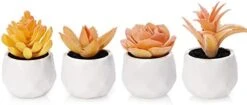Tiita Artificial Faux Succulents In Pots Fake Plants Ceramic Arrangement Planter Small Mini Tiny Decoration For Home Office Desk Window Sill Bathroom Bedroom Outdoor Indoor 4 Set -Organic Plant Shop 313XhzoyhHL. AC
