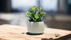 Kurrajong Farmhouse Faux Succulent In Pot - Faux Plants Decor - 7" X 4.5" - Feaux Plant In Pot - Fake Succulent Potted Plant For Home Decor Indoor -Organic Plant Shop 31Pah8GlTSL