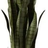 Nearly Natural, Green 4855 35in. Sansevieria With Black Planter & 6ft. Ficus Artificial Trees, 72in, Green