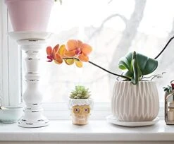 Silver Buffalo The Golden Girls Sophia Face Mini Ceramic Planter Decor | Official TV Show Collectible | Small Flower Pot For Indoor Plants, Includes Artificial Succulent | 3 Inches -Organic Plant Shop 410cGofkJxS