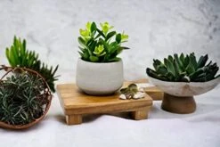 Kurrajong Farmhouse Faux Succulent In Pot - Faux Plants Decor - 7" X 4.5" - Feaux Plant In Pot - Fake Succulent Potted Plant For Home Decor Indoor -Organic Plant Shop 413P2lCjsFL