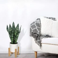 Briful 14'' Fake Snake Plant Home Decor Real Touch Faux Sansevieria Plant In White Ceramic Pot With Wooden Stand Artificial Snake Plant With Wide Leaves For Kitchen Living Room Bathroom Decorations -Organic Plant Shop 414xhl10BxL
