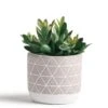 Kurrajong Farmhouse Artificial Succulent Plant 7.5" X 4.5" | Beautiful Faux Plant For Home Decor Indoor | Realistic Artificial Plants | Fake Plants For Desk Decor | Fake Succulent In Pot