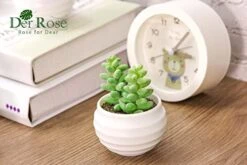 Der Rose 6 Packs Fake Succulents Plants Small Realistic Succulents Plants Artificial For Home Room Decor Indoor -Organic Plant Shop 41Q9ZOO8vYL