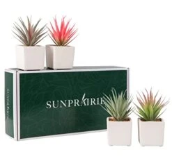 Sunprairie Classic Set Of 4 Faux Succulents 7” Tall In Ivory White Stucco Ceramic Pots-Realistic Multi Colored Artificial Succulents Plants For Home & Office Decor. -Organic Plant Shop 41QkuUb5VXL