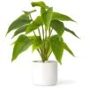 Mkono Fake Plants In Ceramic Pot, 11" Potted Artificial Plants For Home Decor Indoor Faux Green Leaf Plant With Modern White Planter For Desk Shelf Office Room Decoration (Pothos)