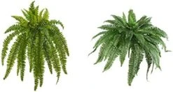 Nearly Natural 35” Boston Fern Artificial (Set Of 2) Silk Plants Green -Organic Plant Shop 41TDEfp57DL. AC