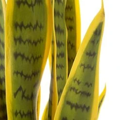 Artificial Sansevieria Snake Plant – 29.5-Inch Potted Fake Upward Foliage For Home Or Office Decoration – Pointed Polyester Leaves By Pure Garden 11 Artificial Sansevieria Snake Plant – 29.5-Inch Potted Fake Upward Foliage For Home Or Office Decoration – Pointed Polyester Leaves By Pure Garden -Organic Plant Shop 41b0pmxTNDS