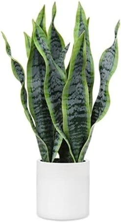 Briful 14'' Fake Snake Plant Home Decor Real Touch Faux Sansevieria Plant In White Ceramic Pot With Wooden Stand Artificial Snake Plant With Wide Leaves For Kitchen Living Room Bathroom Decorations -Organic Plant Shop 41gxW4f5qZL. AC