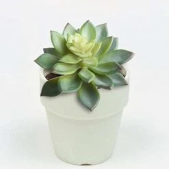 BCP Pack Of 2 Realistic Cute Green Home Garden Artificial Plastic Snowdrop Echeverias Succulent Plants Unpotted 7 BCP Pack Of 2 Realistic Cute Green Home Garden Artificial Plastic Snowdrop Echeverias Succulent Plants Unpotted -Organic Plant Shop 41hpXNMPBRL