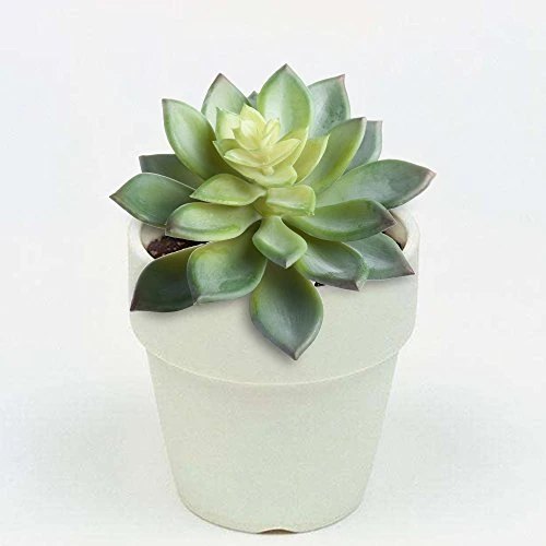 BCP Pack Of 2 Realistic Cute Green Home Garden Artificial Plastic Snowdrop Echeverias Succulent Plants Unpotted 4 BCP Pack Of 2 Realistic Cute Green Home Garden Artificial Plastic Snowdrop Echeverias Succulent Plants Unpotted - Image 4