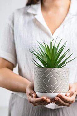 Kurrajong Farmhouse 8" X 4.5" Beautiful Fake Plant | Artificial Potted Plant Decor | Faux Plant | Artificial Succulent Plants Potted For Home Decor Indoor | Fake Potted Plant | Fake Succulents -Organic Plant Shop 41kWvVe5BOL