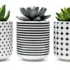 Dipiti Artificial Succulent Plants In Pots-Set Of 3|Black And White Ceramic Planters|Faux Plants Indoor & Outdoor|Gifts For Women|Kitchen Office Bathroom Desk Bedroom Shelf Decor|Potted Fake Plants