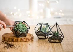 Mkono Artificial Succulent In 3 Pack Mini Glass Geometric Terrarium, Miniature Potted Faux Plant Bookshelf Desk Boho Office Room Decor For Women Girls Dorm Gift Idea, Black -Organic Plant Shop 41qdoSEmt2L