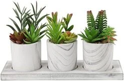 Briful Succulents Plants Artificial In Marble Pot Set Of 3 Small Fake Succulents Plants Faux Succulents With Wood Tray For Table Shelf Office Home Decorations 16 Briful Succulents Plants Artificial In Marble Pot Set Of 3 Small Fake Succulents Plants Faux Succulents With Wood Tray For Table Shelf Office Home Decorations -Organic Plant Shop 41rE4f6UEpS. AC