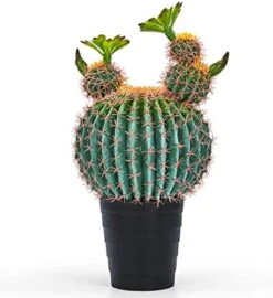 Sunprairie 14” & 30” Tall Rustic Artificial Cactus In Bloom With Soft Spines —Plant Decor Including Attractively Matching Matte Black Pot—Gorgeous Artificial Succulent Plants. -Organic Plant Shop 41uYe2gydpL. AC