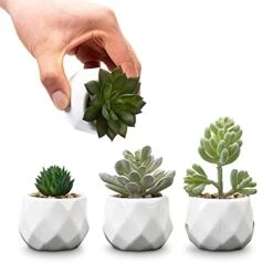 MyGift Set Of 4 Mini Assorted Artificial Succulent Fake Plants In Modern White Textured Ceramic Plant Pots -Organic Plant Shop 41veQ5AsDXS