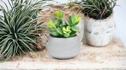 Kurrajong Farmhouse Faux Succulent In Pot - Faux Plants Decor - 7" X 4.5" - Feaux Plant In Pot - Fake Succulent Potted Plant For Home Decor Indoor -Organic Plant Shop 41ykuoZyfLL