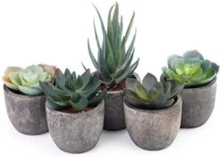Iuuidu Artificial Potted Plant, Faux Succulent In Pot Emotional Cement Potted Plant Animated Artificial Succulents Decor For Home Living Room Bedroom And Office(Shy) 25 Iuuidu Artificial Potted Plant, Faux Succulent In Pot Emotional Cement Potted Plant Animated Artificial Succulents Decor For Home Living Room Bedroom And Office(Shy) -Organic Plant Shop 41zO4SSAoL. AC