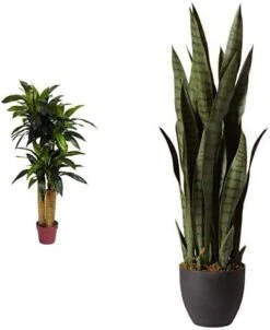 Nearly Natural, Green 4855 35in. Sansevieria With Black Planter & 6ft. Ficus Artificial Trees, 72in, Green -Organic Plant Shop 41znRl3ySUL. AC 1