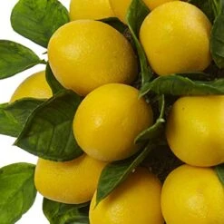 Nearly Natural Lemon Ball Arrangement Topiary, Yellow,19.5'' X 8.5'' X 8.75'' - 4865 -Organic Plant Shop 513zvYp2OuL