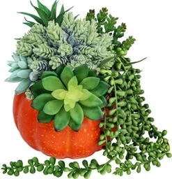 White Fall Pumpkin Centerpiece Artificial Succulent Pumpkin Arrangement With Assorted String Of Pearls Succulents For Fall Thanksgiving Gifts Home Wedding Table Mantel Windowsill Shelf Decor -Organic Plant Shop 5191oadj0gL. AC
