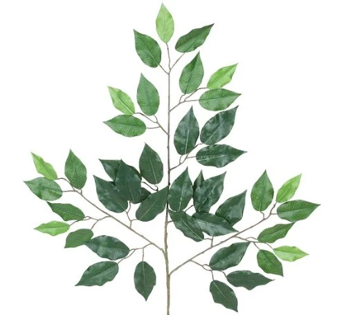 Arcadia Silk Plantation Four Dozen (48 Pieces) Of 24" Artificial Ficus Spray With A Total Of 2016 Leaves 1 Arcadia Silk Plantation Four Dozen (48 Pieces) Of 24" Artificial Ficus Spray With A Total Of 2016 Leaves