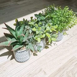 Set Of 3 Assorted Small Potted Plants Fake Eucalyptus Boxwood Plants Aloe Succulent Plant In Black And White Geometric Pots For Table Centerpiece Windowsill Shelf Indoor Outdoor Garden Greenery Decor -Organic Plant Shop 51M2dsyOdKL