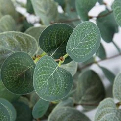 Miracliy 6 PCS Artificial Eucalyptus Leaves Greenery Stems Faux Silk Silver Dollar Eucalyptus Leaf Branches Green Bulk For Home Party Wedding Decoration -Organic Plant Shop 51R79ypiiJL