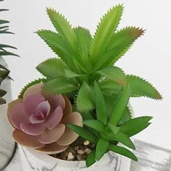 Briful Succulents Plants Artificial In Marble Pot Set Of 3 Small Fake Succulents Plants Faux Succulents With Wood Tray For Table Shelf Office Home Decorations 11 Briful Succulents Plants Artificial In Marble Pot Set Of 3 Small Fake Succulents Plants Faux Succulents With Wood Tray For Table Shelf Office Home Decorations -Organic Plant Shop 51TZ4YAqFxS