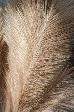 Boho Wish Faux Pampas Grass Decor Tall Set Of 7 PCs -40 Inches Non-Shedding, Floor And Office Vase Filling-Fluffy Floral Branches -Wedding Decor- Home And Bedroom Table Decoration (Brown) -Organic Plant Shop 51el3FabTEL