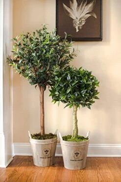 Nearly Natural 5960 4.5' Olive Topiary Tree With European Barrel Planter -Organic Plant Shop 51f4TWQ02NL