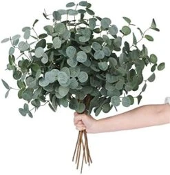 Miracliy Faux Eucalyptus Stems Artificial Eucalyptus Leaves Silk Silver Dollar Eucalyptus OliveBranches For Vases For Home Table Decor -Organic Plant Shop 51gk bJN6pL. AC