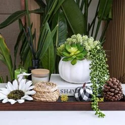 White Fall Pumpkin Centerpiece Artificial Succulent Pumpkin Arrangement With Assorted String Of Pearls Succulents For Fall Thanksgiving Gifts Home Wedding Table Mantel Windowsill Shelf Decor -Organic Plant Shop 51n3NeSCpHL