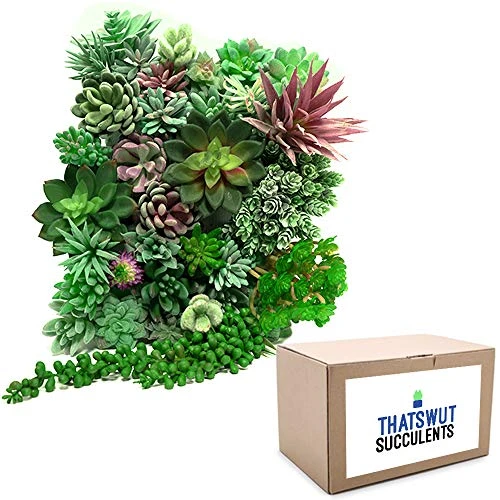 Thatswut - 35 Pack Bulk Large Assorted Realistic Artificial Faux Succulents Aloe Plants Realistic Fake Succulent Plants, Largest Set Of Succulents 2 Thatswut - 35 Pack Bulk Large Assorted Realistic Artificial Faux Succulents Aloe Plants Realistic Fake Succulent Plants, Largest Set Of Succulents - Image 2