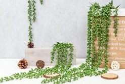 Meiliy 4pcs Artificial Succulent Plants Hanging Succulent Plants Faux Succulents Unpotted Branch String Of Pearls Plant For Home Kitchen Office Wedding Garden Craft Art Decor(28 Inches Each Length) -Organic Plant Shop 51pIFDYH8pL