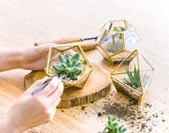 Mkono Artificial Succulent In 3 Pack Mini Glass Geometric Terrarium, Miniature Potted Faux Plant Bookshelf Desk Boho Office Room Decor For Women Girls Dorm Gift Idea, Gold -Organic Plant Shop 51xyJ7XiArL