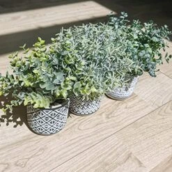Set Of 3 Assorted Small Potted Plants Fake Eucalyptus Rosemary Plants In Black & White Geometric Concrete Ceramic Pots For Table Centerpiece Desk Shelf Kitchen Office Indoor Outdoor Greenery Decor -Organic Plant Shop 611GqtXxEnL