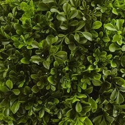 Organic Plant Shop -Organic Plant Shop 61Oz4WDXwiL