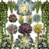 Caqpo Artificial Succulents - 15 Pack - Premium Unpotted Succulent Plants Artificial - Realistic Textured Succulents - Fake Succulent Plants For DIY - Faux Cactus Plant Bulk - Feaux Succulent Plants