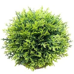 Svenee Mini Fake Cypress Cedar Plants For Bathroom Home Office Desk Decor, Small Artificial Faux Greenery For Farmhouse Decorations (Potted Plants) (1) -Organic Plant Shop 61fYpR5rIyS